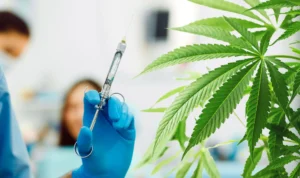 efectos y riesgos de mezclar marihuana con anestesia